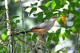 Hispaniolan Lizard-Cuckoo