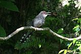 Hispaniolan Lizard-Cuckoo