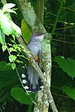 Hispaniolan Lizard-Cuckoo