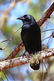 Hispaniolan Palm-Crow