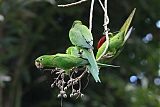 Hispaniolan Parakeet