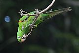 Hispaniolan Parakeet