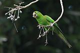 Hispaniolan Parakeet