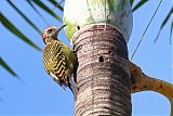 Hispaniolan Woodpecker