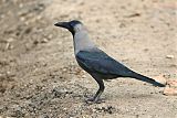 House Crow