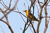 Indian Golden Oriole