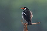 Indian Pied Starling