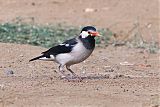 Indian Pied Starling