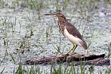 Indian Pond-Heron