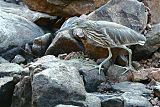 Indian Pond-Heron