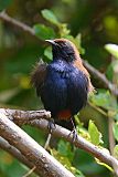 Indian Robin