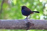 Indian Robin