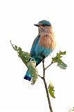 Indian Roller