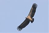 Indian Vulture