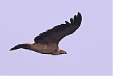 Indian Vulture