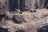 Indian Vulture