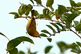 Indian White-eye