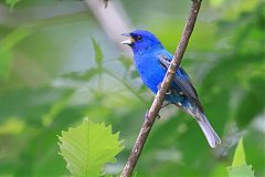 Indigo Bunting