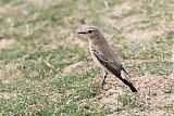 Isabelline Wheatear