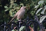 Jungle Babbler