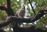 Jungle Babbler