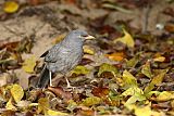 Jungle Babbler