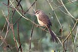 Jungle Prinia