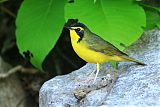 Kentucky Warbler