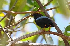 Lance-tailed Manakin perching/standing at Panama