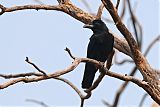 Large-billed Crow