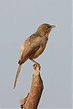 Large Gray Babbler