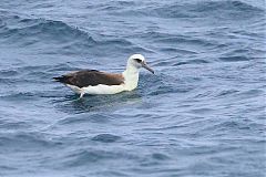 Laysan Albatross