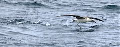 Laysan Albatross