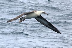 Laysan Albatross