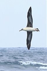 Laysan Albatross