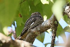 Lesser Nighthawk perching/standing at Panama