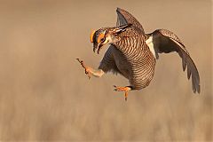 Lesser Prairie-Chicken