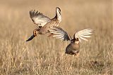 Lesser Prairie-Chickenborder=