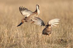 Lesser Prairie-Chicken