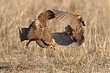 Lesser Prairie-Chicken