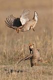 Lesser Prairie-Chickenborder=