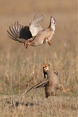 Lesser Prairie-Chicken