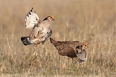 Lesser Prairie-Chicken