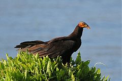 Lesser Yellow-headed Vulture perching/standing at Panama