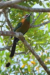 Lesson's Motmot perching/standing at Panama
