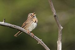 Lincoln's Sparrow