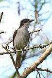 Loggerhead Kingbird