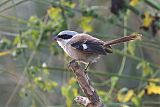 Long-tailed Shrike