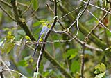 Long-tailed Silky-flycatcherborder=