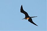 Magnificent Frigatebird